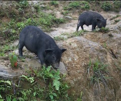 Cerdos vietnamitas salvajes dañan cítricos en Benicarló y Almenara